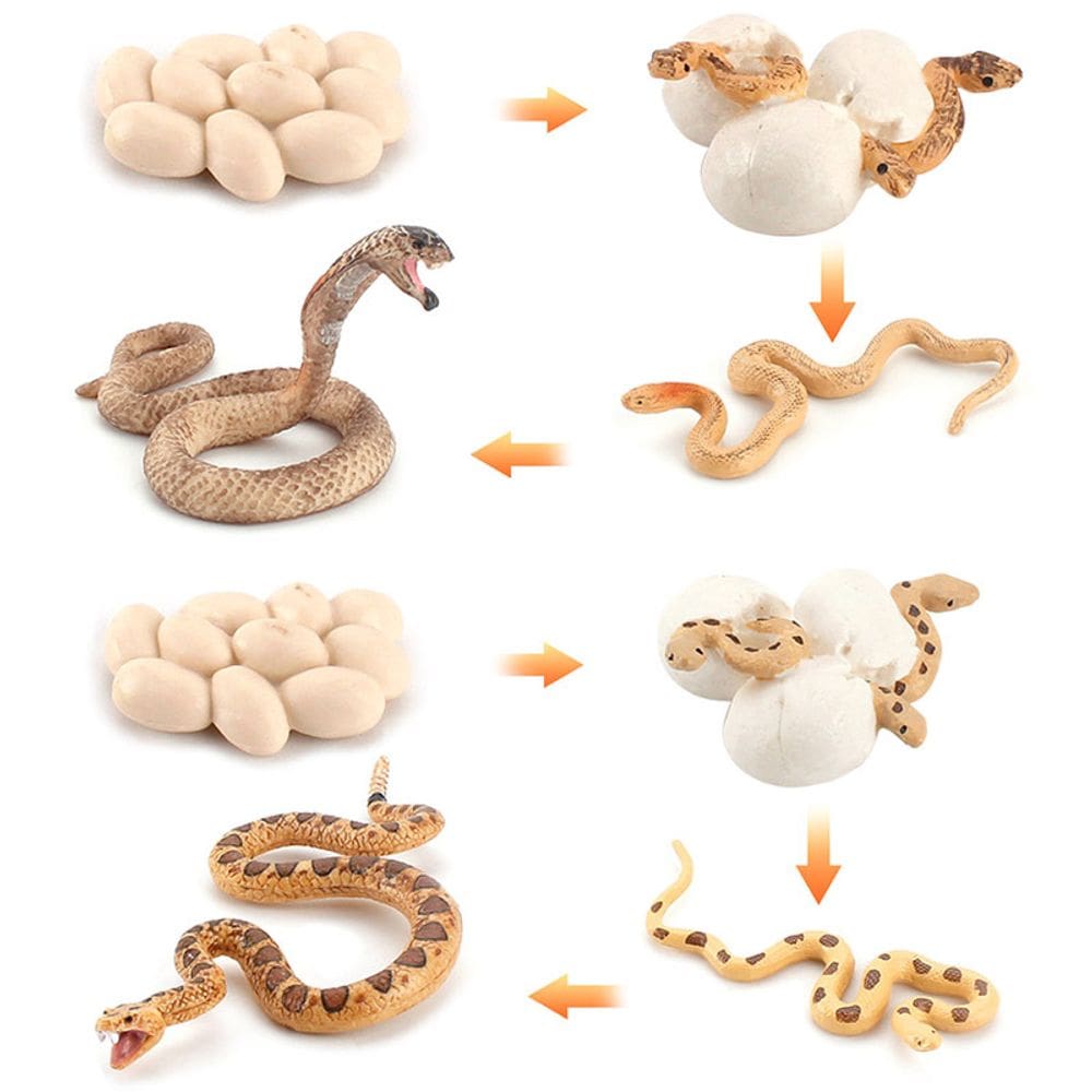 Conjunto de bonecos Snake Life Cycle, brinquedo infantil Cobra and Sand Boa