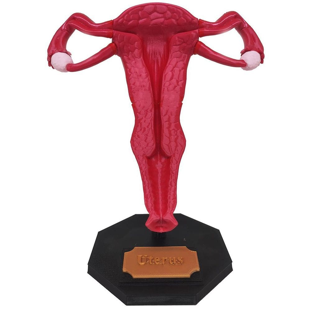 Útero 3D Anatomia Estudo Ovário Trompas Falópio Medicina
