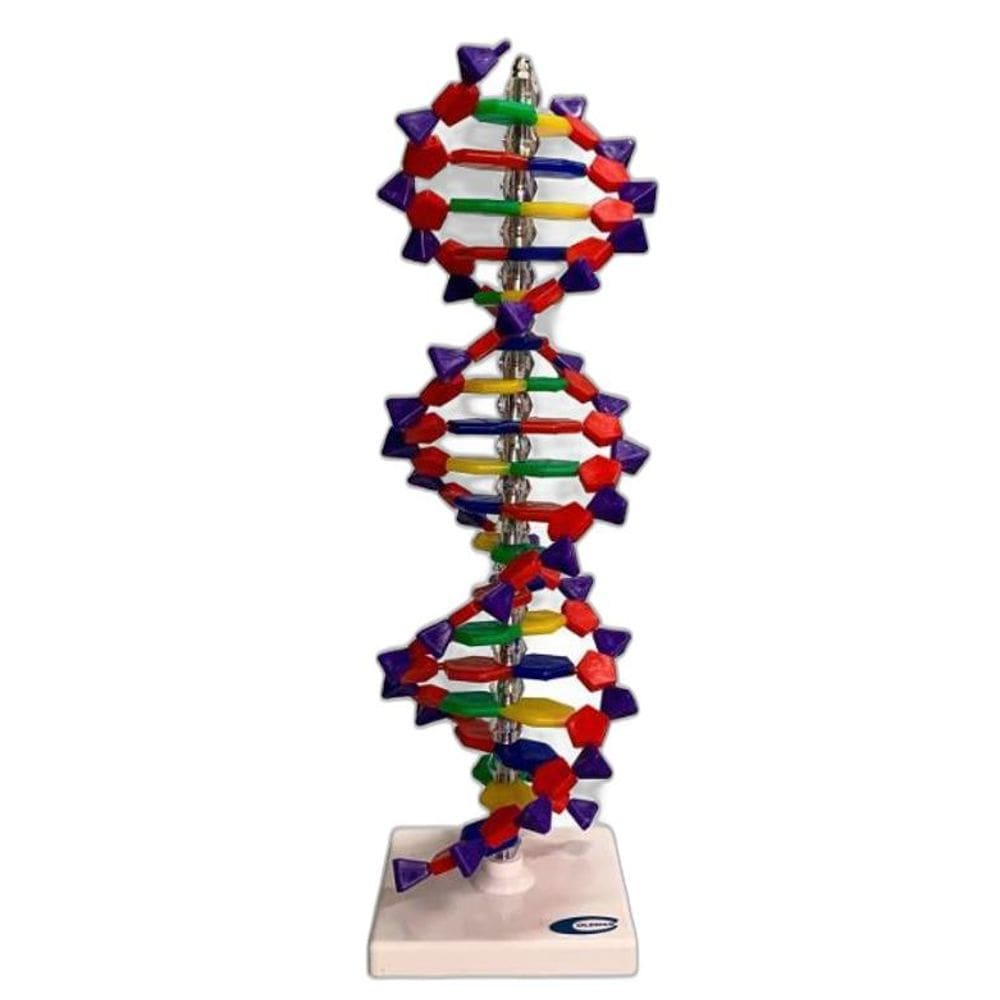 Dupla Hélice De Dna De 40Cm