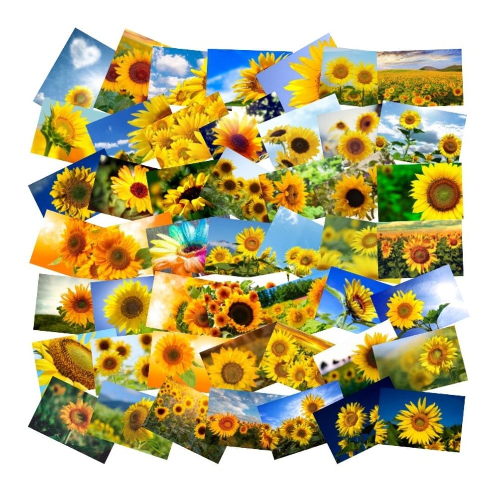 Pacote de adesivos Girassol, 50 unidades, estilo fotográfico realista