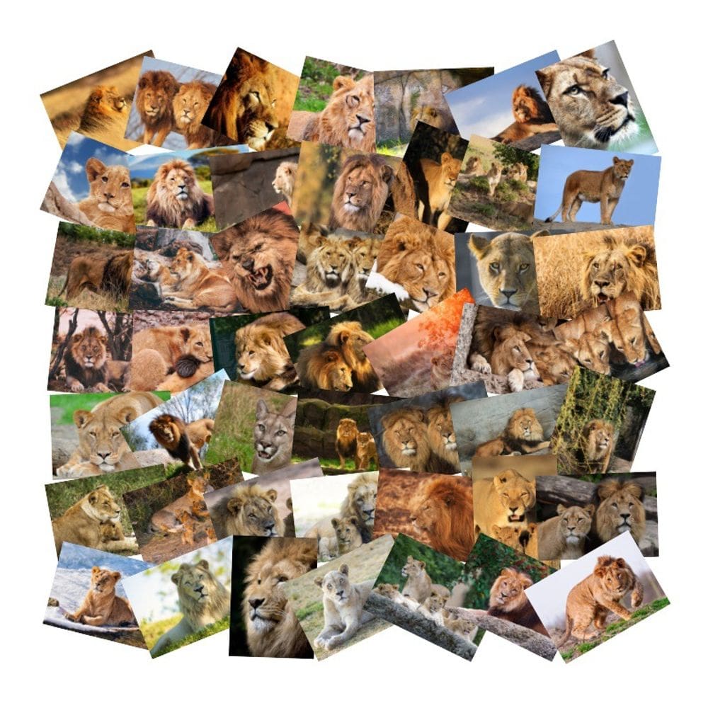 Pacote de adesivos, coleção com tema de leão, 50 unidades para amantes da vida selvagem