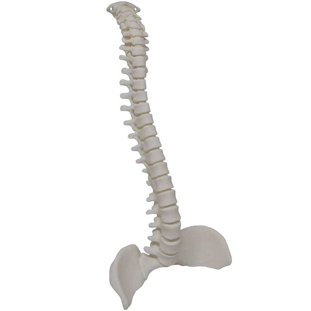 Coluna Vertebral Esqueleto Ortopedia 3D Anatomia Humana 45
