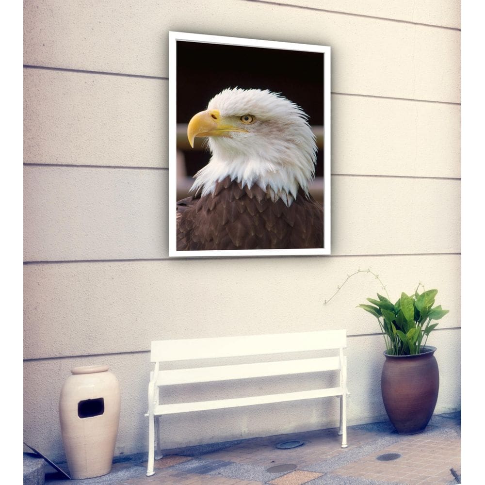 Quadro Decorativo Fotografia Perfil Águia - 70X50Cm