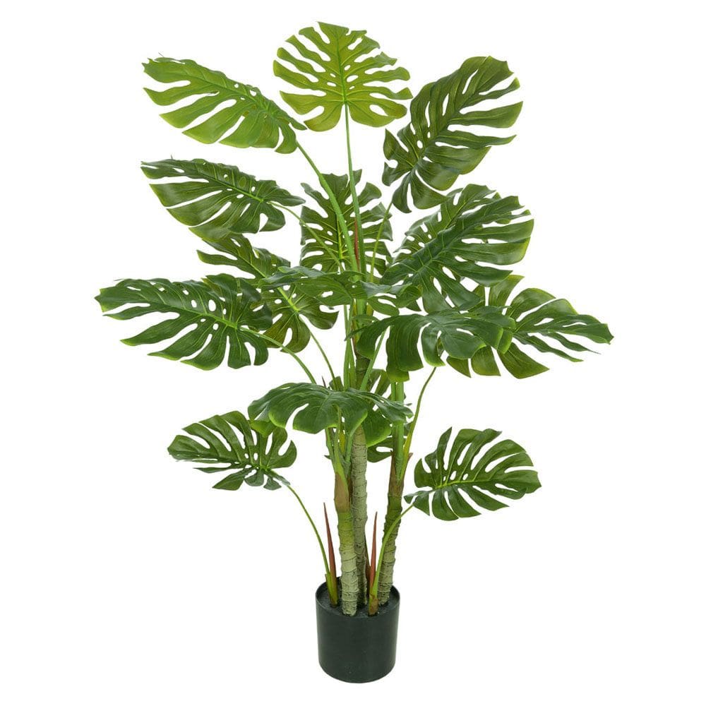 A. Costela De Adão Real Toque C/Pote X16 (Verde) 1,2m