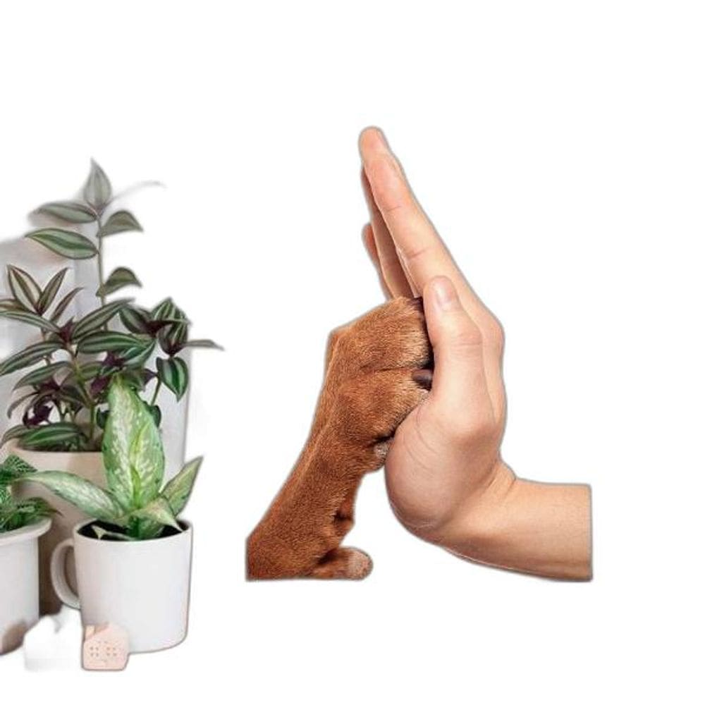 Quadro Fotografia Mão E Pata 24X18Cm Com Vidro Madeira Preta