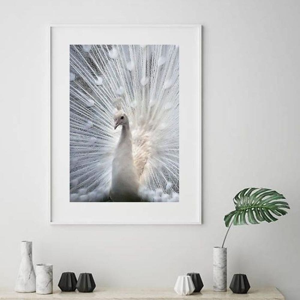 Quadro Pavão Branco - 60X48Cm