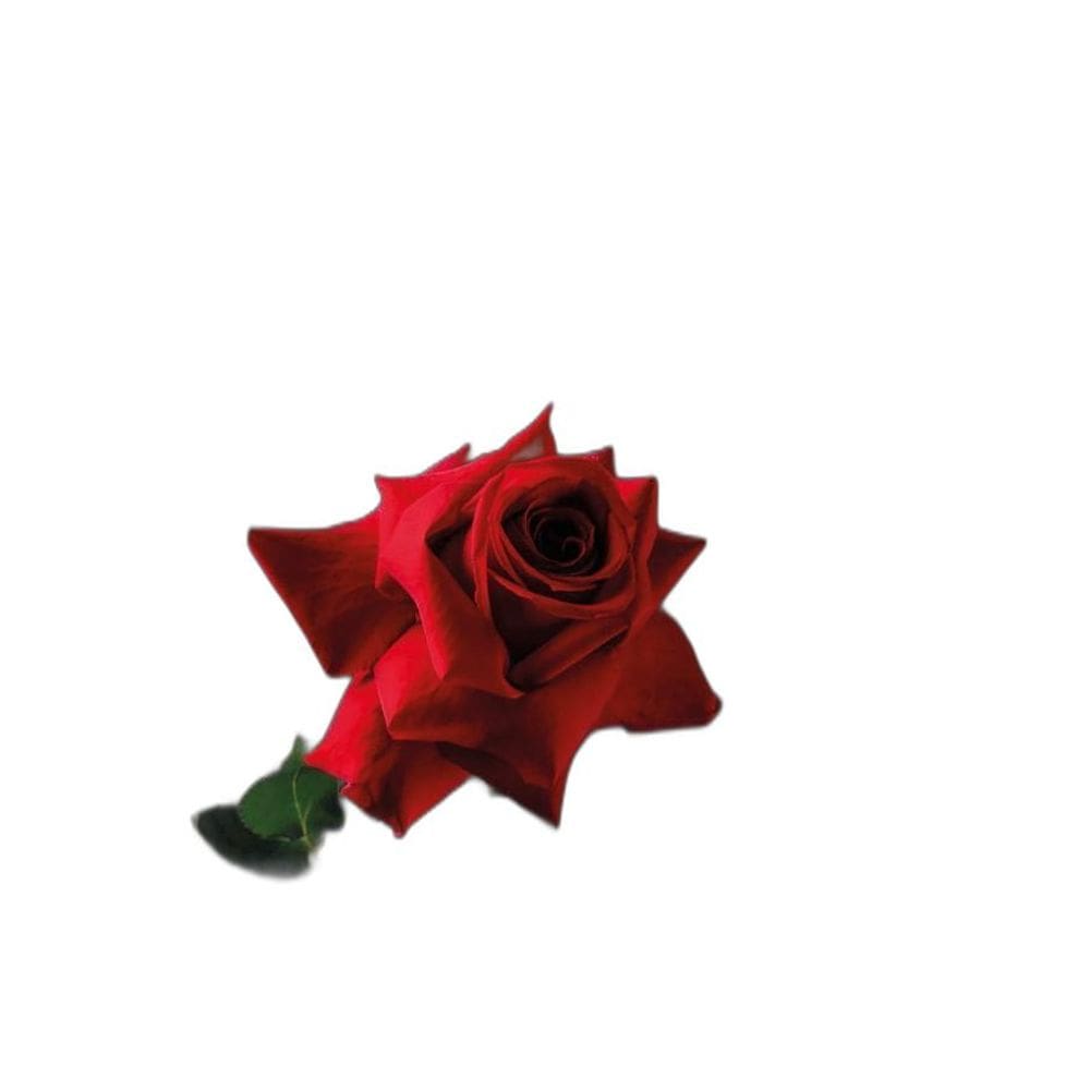 Livro Ela Salvou Minha