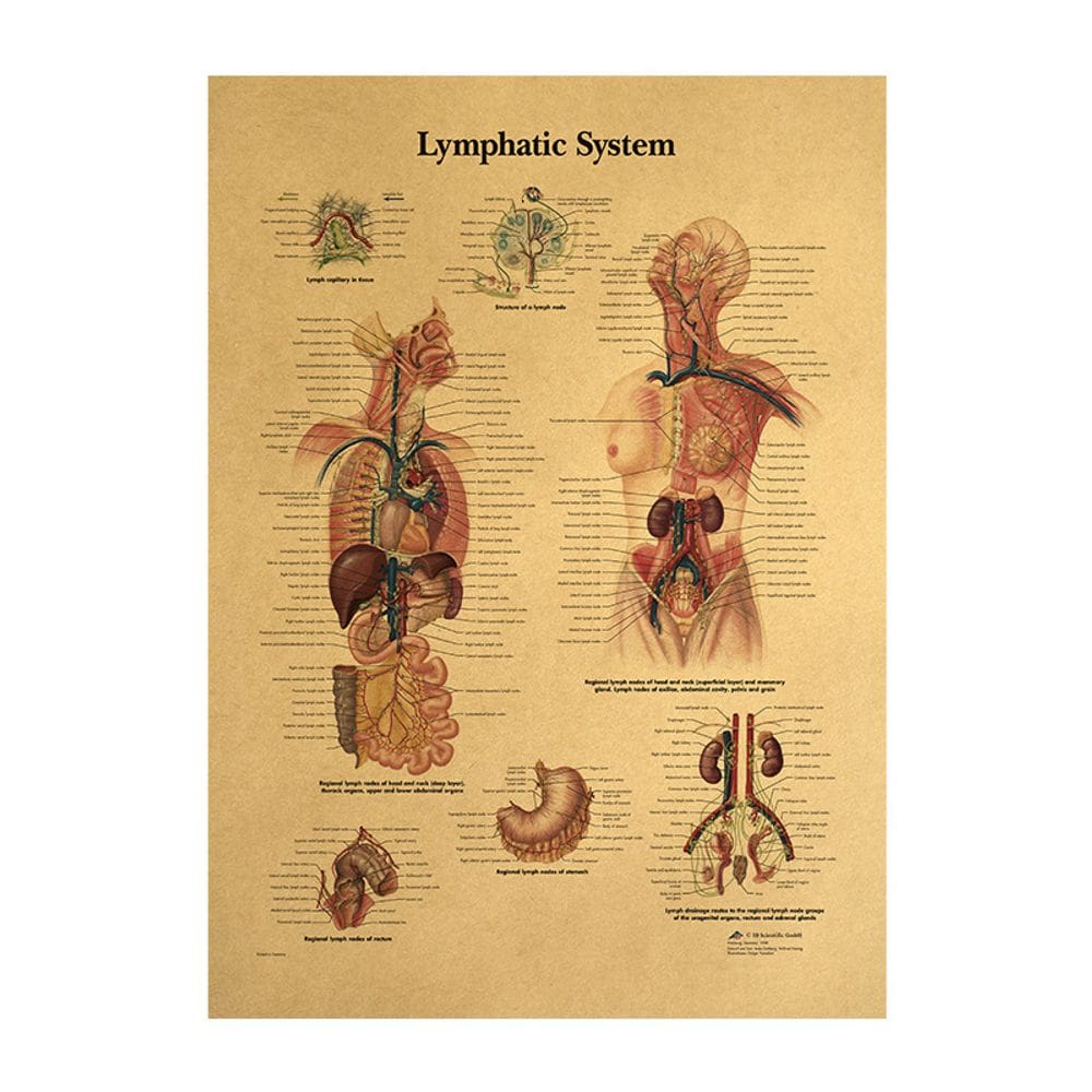 Pôster Human Lymphatic System Vintage 42x30cm Papel 160g
